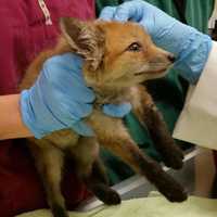 <p>Vet techs at the Franklin Lakes Animal Hospital meet a baby fox.</p>