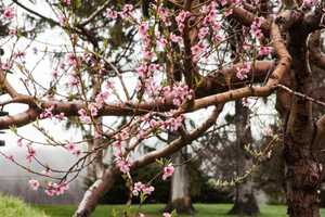 Celebrate At Apple Blossom Festival In Fishkill