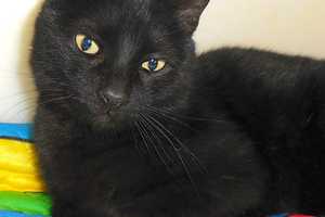 Kaizer The Black Cat Needs New Home