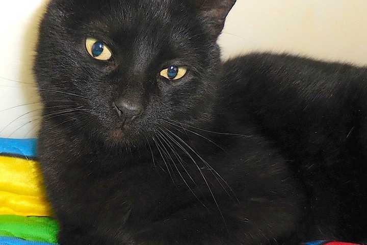 Kaizer The Black Cat Needs New Home