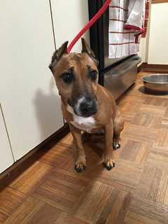 Putnam Humane Society Seeks Owner Of Dog Found In Kent