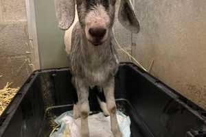 Slaughterhouse Goat That Roamed Route 80 For Months Miraculously Saved By Rescuers (VIDEO)