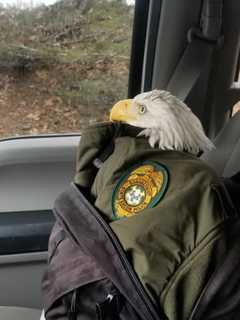 Injured Bald Eagle Rescued By Hiker, ECONN Police