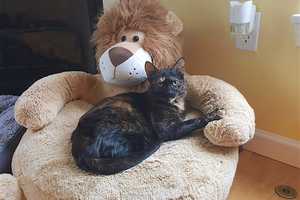 Pet Adoption Through Putnam Humane Society Gives Cat A New Lease On Life