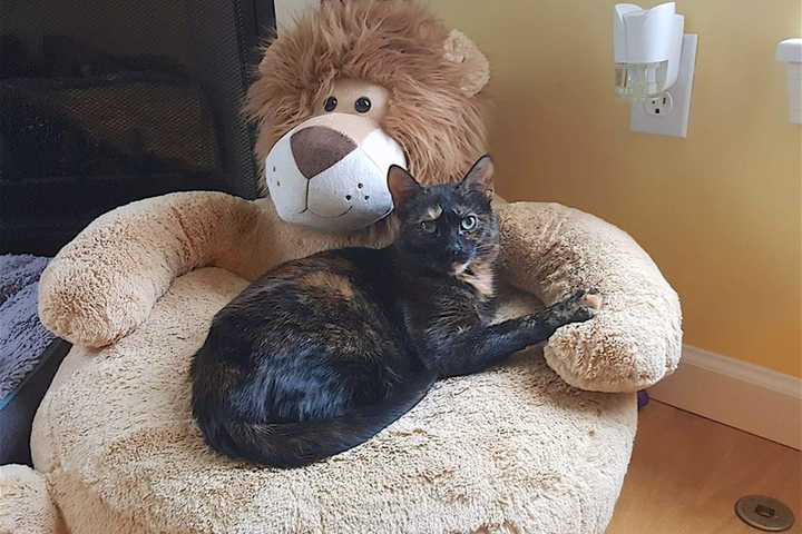 Pet Adoption Through Putnam Humane Society Gives Cat A New Lease On Life