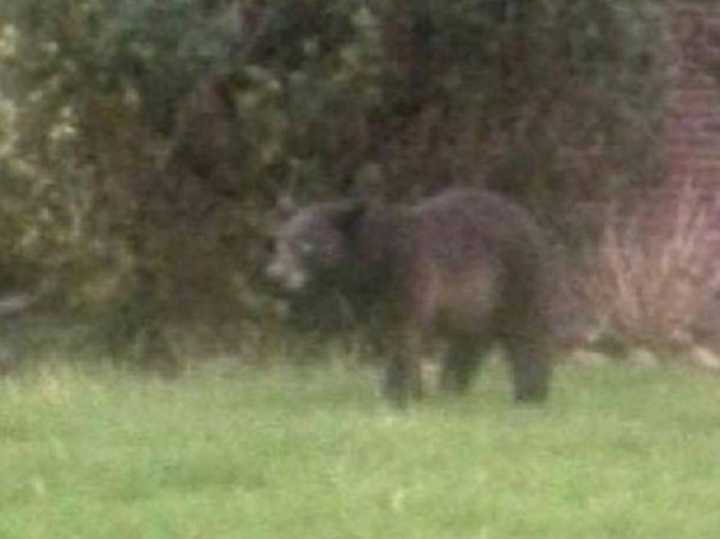 The Washington Township bear.