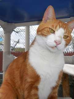 Putnam Humane Society Highlights Homer The Cat