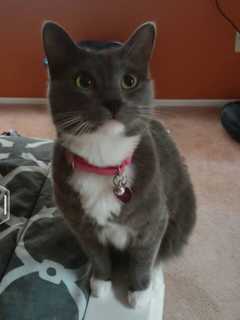 Owners Ask For Help Locating Missing Mount Kisco Cat