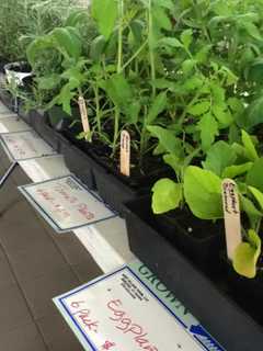 Shelton Farmers Markets Offers Fresh Local Produce, Family Fun