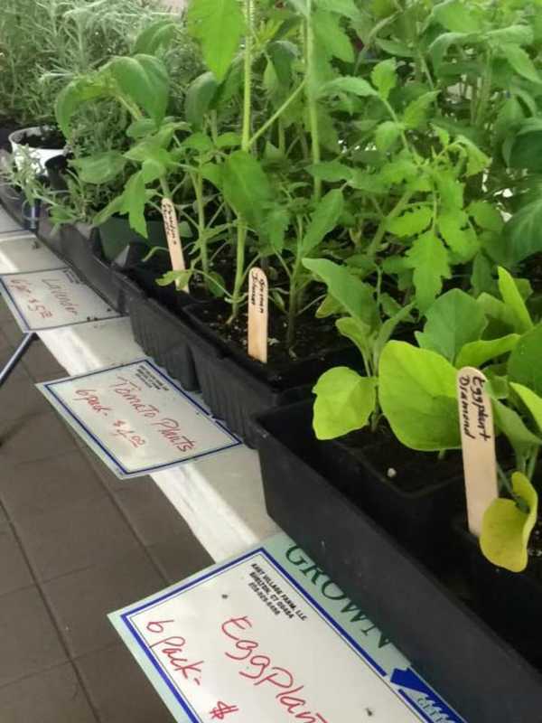 Shelton Farmers Markets Offers Fresh Local Produce, Family Fun