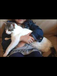 Missing Cat In Suffern Last Seen Near Connor School