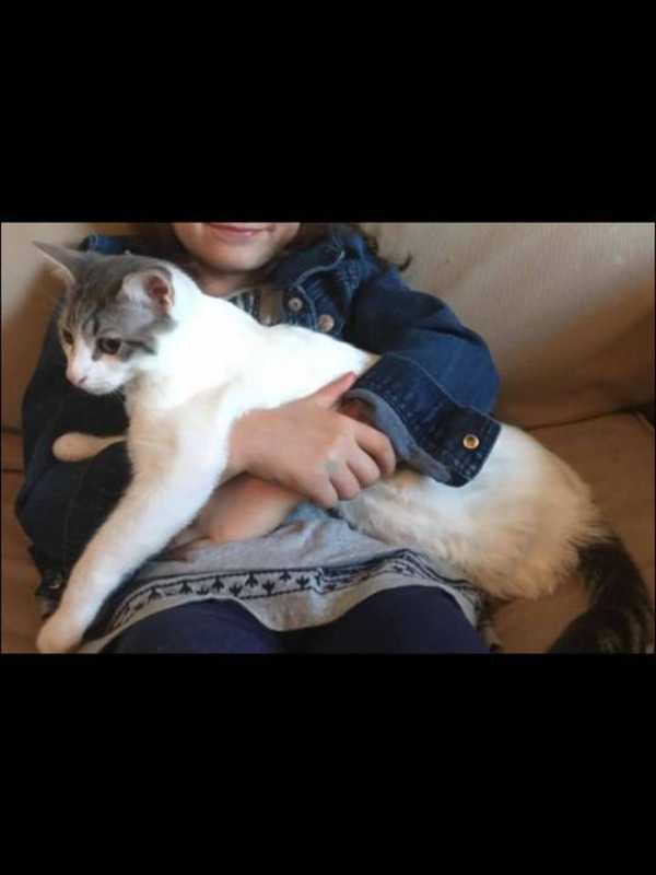 Missing Cat In Suffern Last Seen Near Connor School