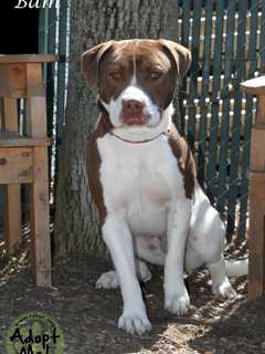 Hi Tor Animal Shelter Looks For Home For Pitbull Mix Named Bam