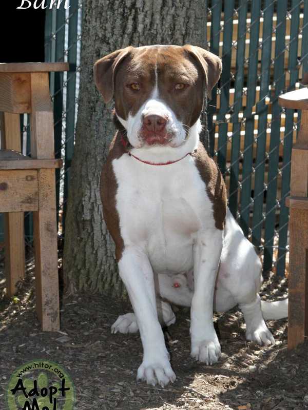 Hi Tor Animal Shelter Looks For Home For Pitbull Mix Named Bam