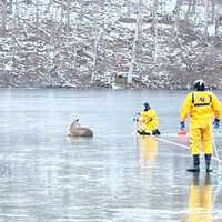 <p>Station 38 Fire responded to the lake equipped with ice rescue suits around 4:15 p.m. and found the deer submerged up to its legs.</p>