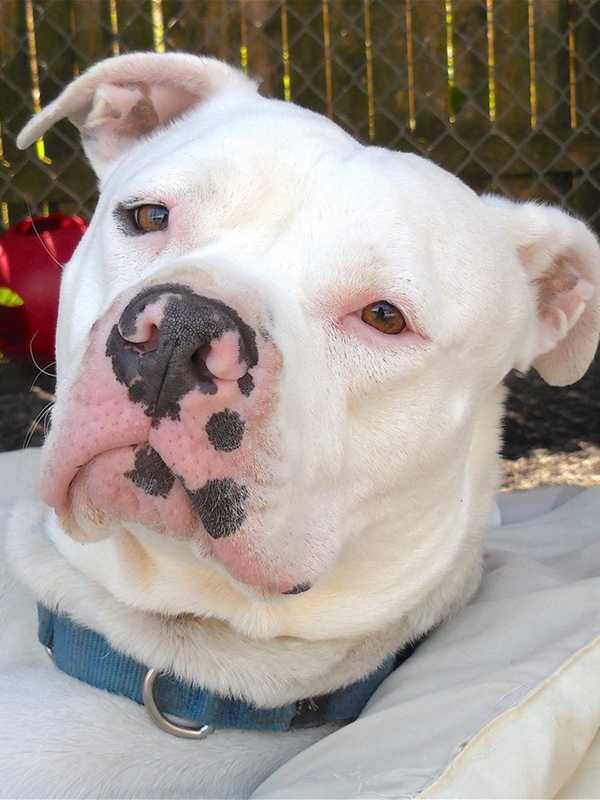 Putnam Humane Society Searching For New Home For Ozzie