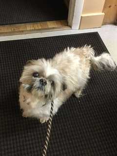 Dog Found In The Town Of Kent