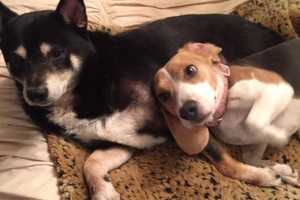 Patron's Yonkers Owner Seeks Help Finding Dog