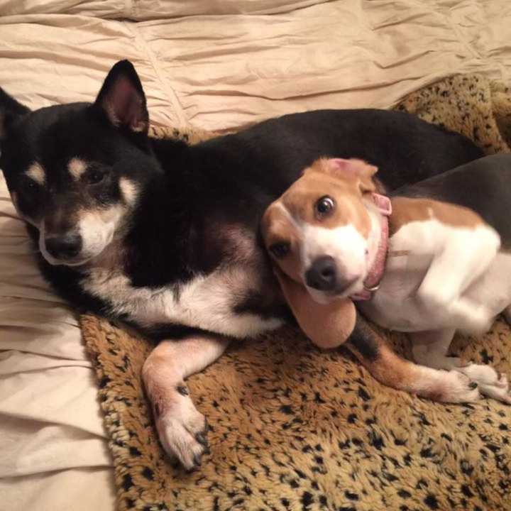 Patron, a lost black Shiba Inu is missing from the Yonkers area. Residents are warned that he is not people- or pet-friendly.