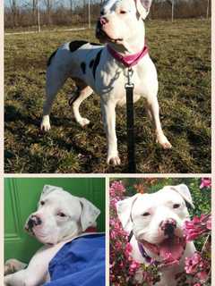 Owners Seek Dog Missing In Mohegan Lake Area