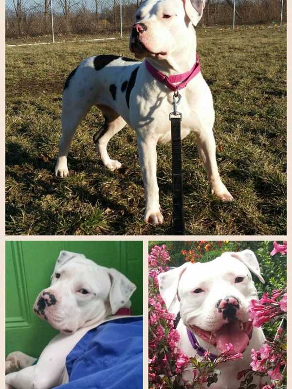 Owners Seek Dog Missing In Mohegan Lake Area