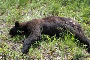 Connecticut Environmental Police Seek Info In Shooting Death Of Bear