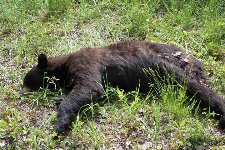 Connecticut Environmental Police Seek Info In Shooting Death Of Bear