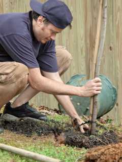 Englewood's Stigma Free Task Force Invites Public To Tree Planting
