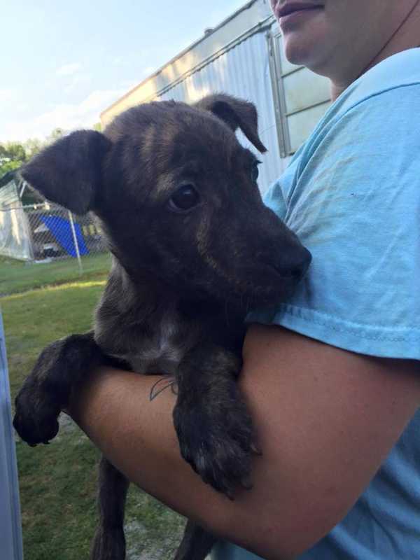 Fair Lawn's 'Grateful Doggies' Has Dutch House Adoption Event