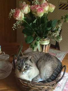 Owners Seek Missing Cat Near Mount Kisco