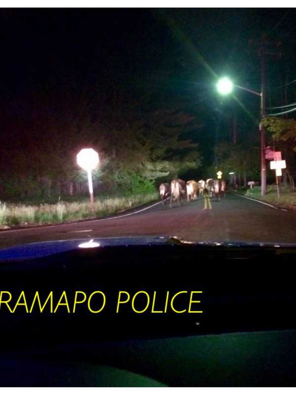 Police Respond To Cows Roaming Roadway In Ramapo