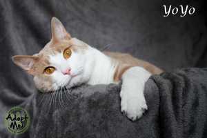 YoYo The Cat Named Hi Tor Pet Of The Week
