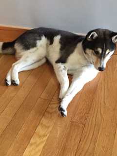 Dog Missing In Yonkers-Scarsdale Area Reunites With Family