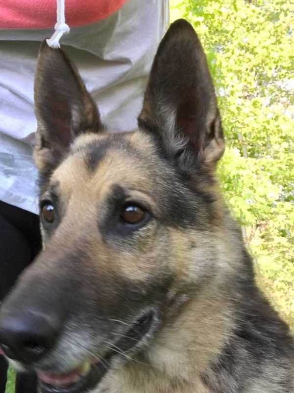 German Shepherd Dog Found In Pawling Area
