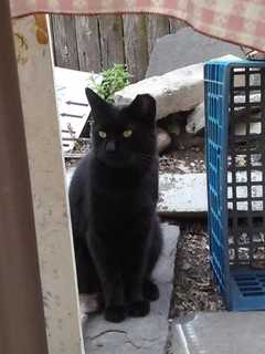 Owner Seeks Help Finding Leroy, Black Cat From Mount Vernon