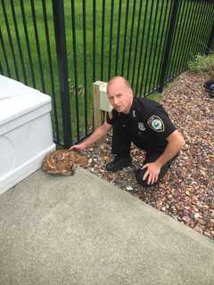 East Fishkill Officer Rescues Fawn Trapped In pool