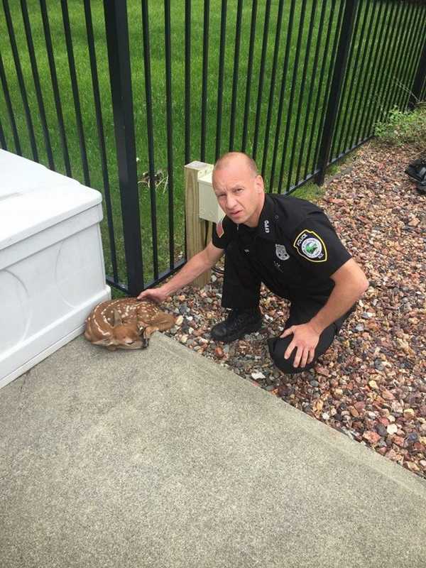 East Fishkill Officer Rescues Fawn Trapped In pool