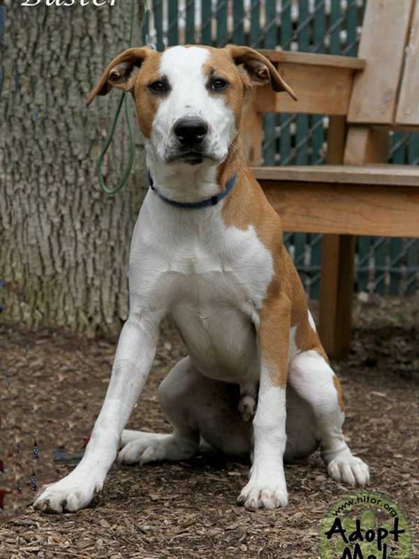 Buster, Hi Tor's Pet Of The Week, Seeks New Rockland Home