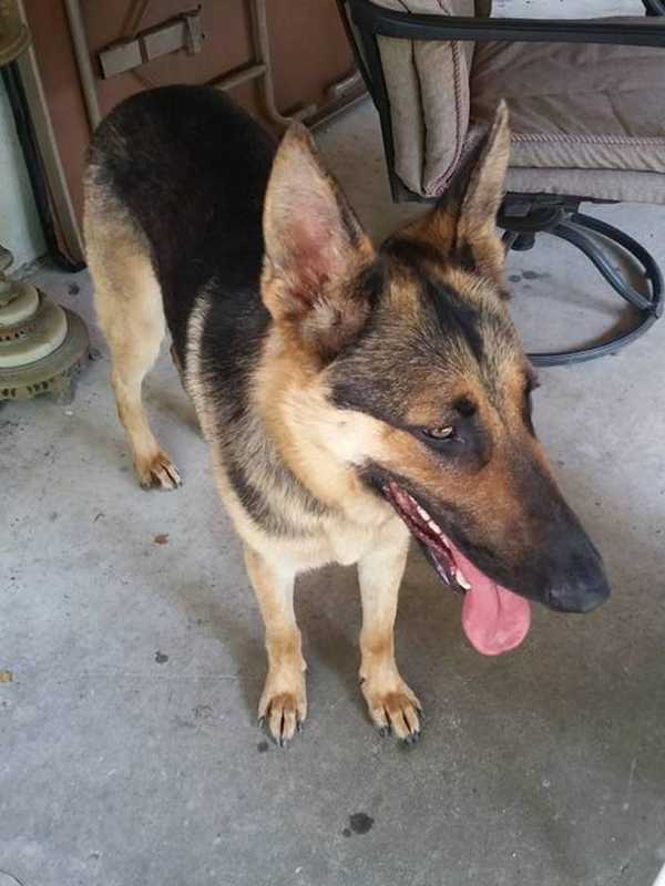 German Shepherd Found In Cortlandt Manor