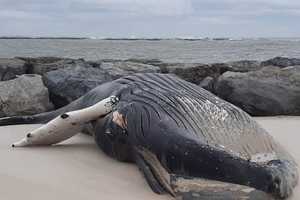 Frozen, Dead Humpback Whale Washes Up On New Jersey Beach