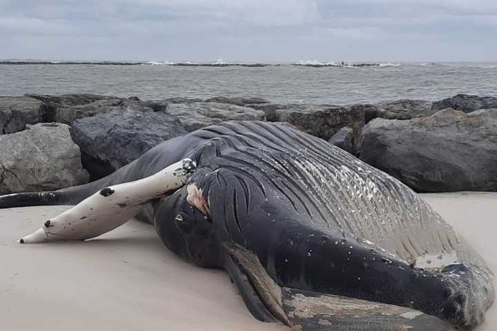 Frozen, Dead Humpback Whale Washes Up On New Jersey Beach