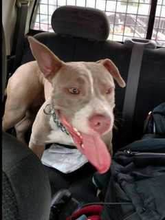 Female Dog Found In Cortlandt Manor