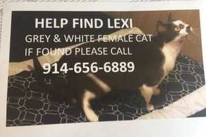 Lexi's Owners Seek Help In Locating Missing Irvington Cat