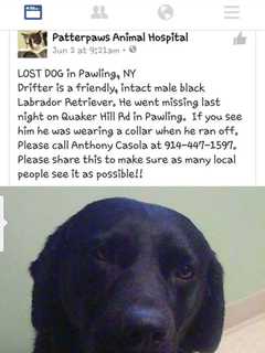 Pawling Pet Owner Seeks Missing Black Labrador Retriever