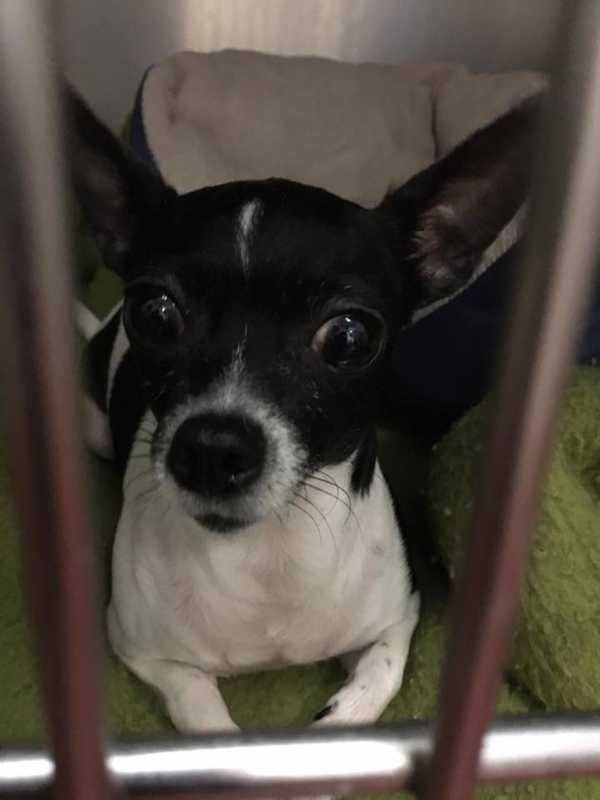 Black-White Chihuahua-Type Dog Found In Mount Vernon