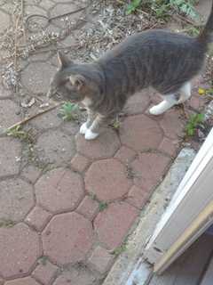 Owner Sought Of Lost Cat Found In Tarrytown