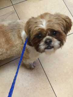 Lost Shih-Tzu Reunites With Owners In New Rochelle