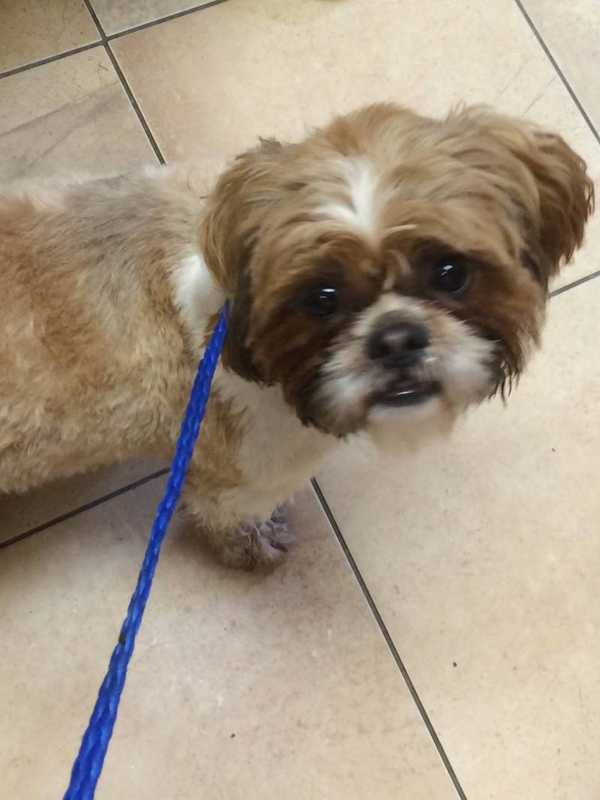 Lost Shih-Tzu Reunites With Owners In New Rochelle