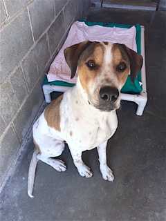 Putnam Humane Society Seeks Owner Of Dog Found In Garrison