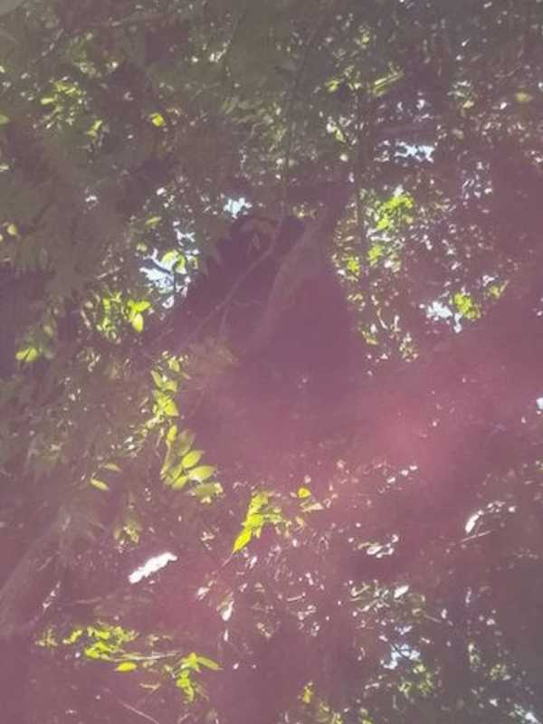 Bear Hit And Killed On I-84 In Newtown